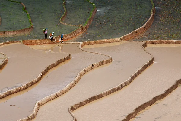 Campos de arroz adosados en Vietnam —  Fotos de Stock