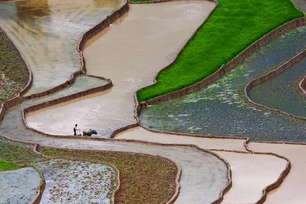 Vietnam 'da teraslı pirinç tarlaları — Stok fotoğraf