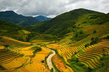 Vietnam 'da teraslı pirinç tarlaları