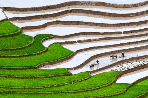 Vietnam 'da teraslı pirinç tarlaları — Stok fotoğraf