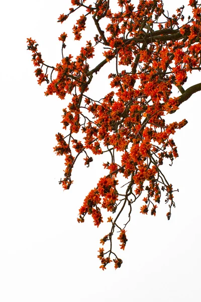 Κόκκινο μετάξι βαμβάκι δέντρο - το λατινικό της όνομα είναι Bombax Ceiba — Φωτογραφία Αρχείου