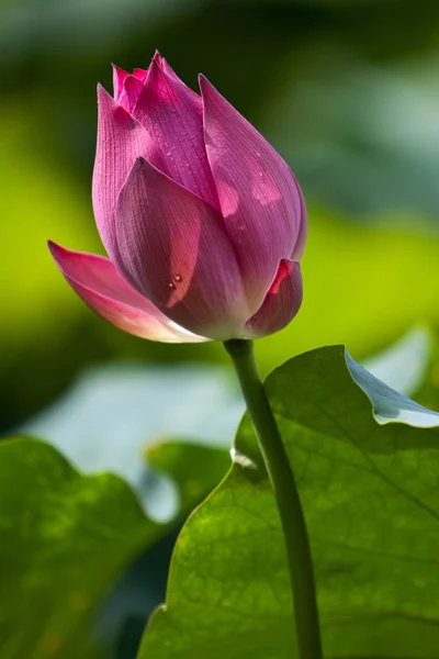 Lotusbloemen in Vietnam — Stockfoto