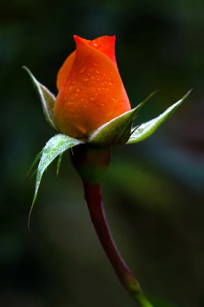 Rosenblüten in dalat, Vietnam — Stockfoto