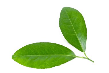 beyaz zemin üzerinde izole limon yaprakları