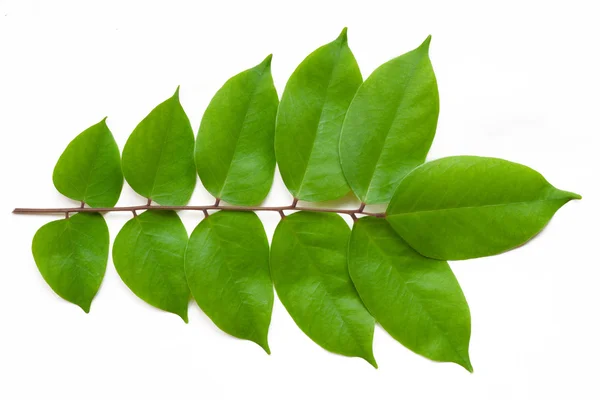 Averrhoa carambola leaves — Stock Photo, Image
