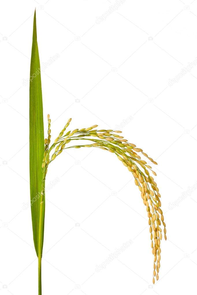 Cluster rice isolated on white background
