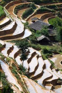 Vietnam 'da teraslı pirinç tarlaları