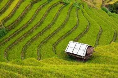 Vietnam 'da teraslı pirinç tarlaları