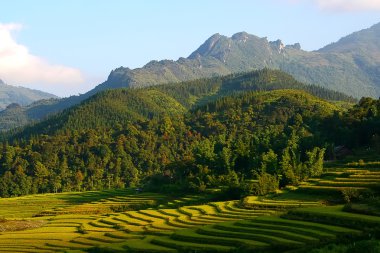 Vietnam 'da teraslı pirinç tarlaları