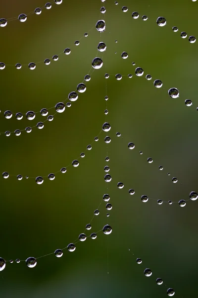 Dew drops on a spider web. — Stock Photo, Image