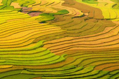 Vietnam 'da teraslı pirinç tarlaları