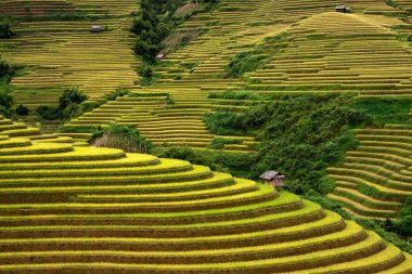 Vietnam 'da teraslı pirinç tarlaları