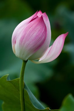 Güzel lotus çiçekleri Vietnam