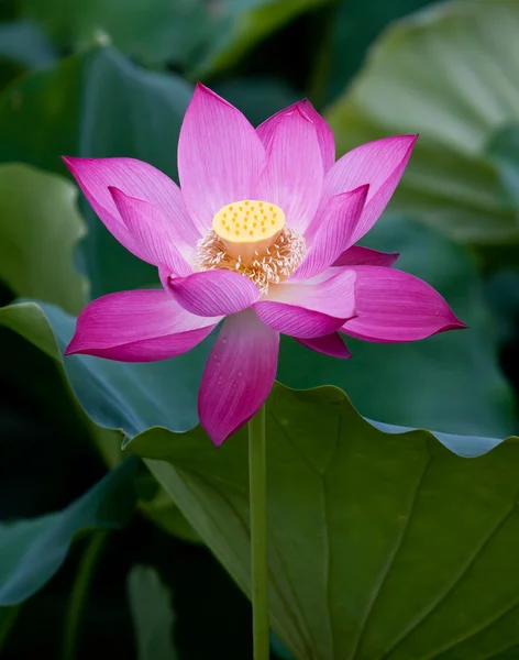 Güzel lotus çiçekleri Vietnam