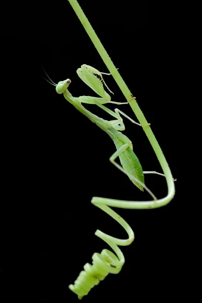 An mantodea crawling on the tree — Stock Photo, Image