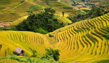 Vietnam 'da teraslı pirinç tarlaları