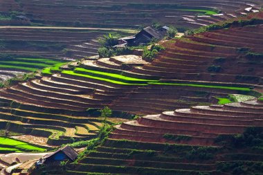 Vietnam 'da teraslı pirinç tarlaları