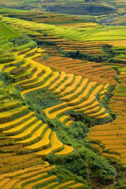 Terraced rice fields in Vietnam clipart