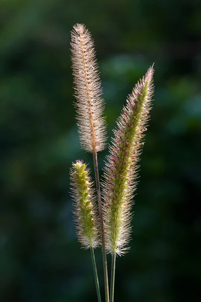 Grass flowers on blurred background — Stock Photo, Image