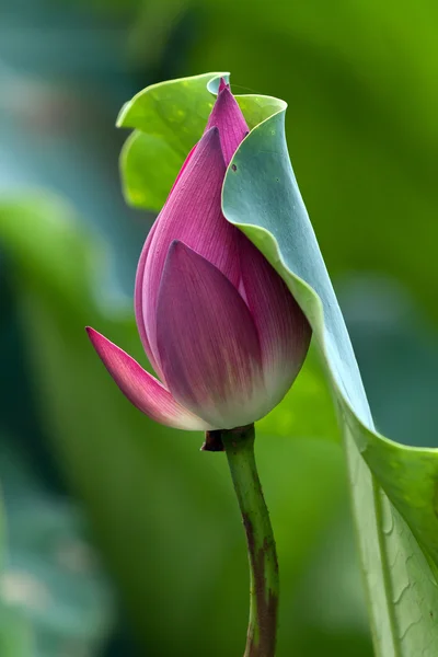 Güzel lotus çiçekleri Vietnam