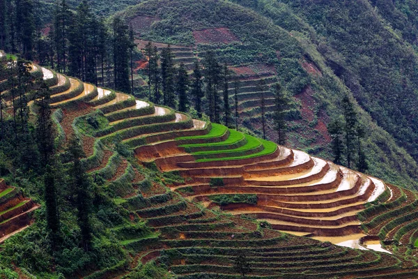 Teraszos rizsföldek Vietnamban — Stock Fotó