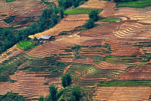 Campos de arroz adosados en Vietnam —  Fotos de Stock