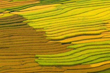 Vietnam 'da teraslı pirinç tarlaları