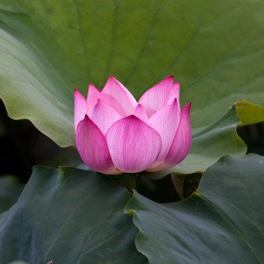 Güzel lotus çiçekleri Vietnam
