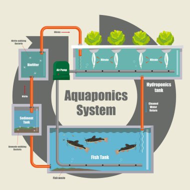 Aquaponics sisteminin nasıl çalıştığının resimli diyagramı