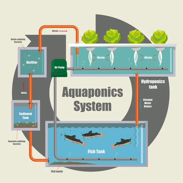 Illustratief Diagram Van Hoe Het Aquaponics Systeem Werkt — Stockvector