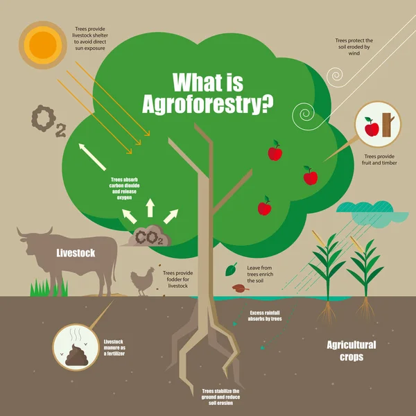 Infographie Concept Système Agroforestier — Image vectorielle