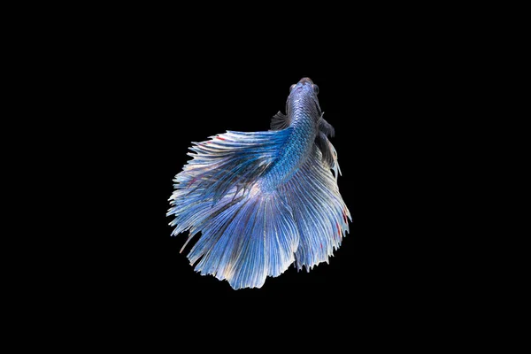 Бетта Риба Блищить Блакитним Односіамським Боєм Рибою Бетта Пишністю Halfmoon — стокове фото