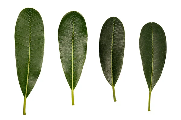 Четыре Plumeria Листья Белом Изолированном Фоне — стоковое фото