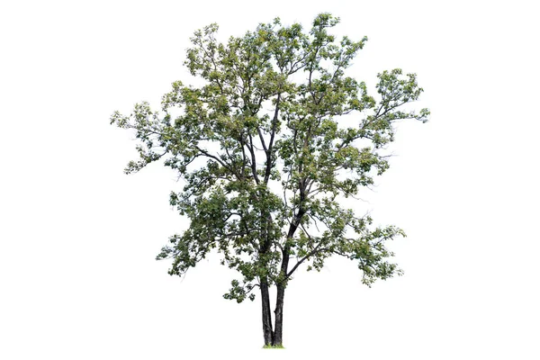 Der Baum Ist Das Wichtigste Auf Der Welt Sauerstoffproduktion Temperaturkontrolle — Stockfoto