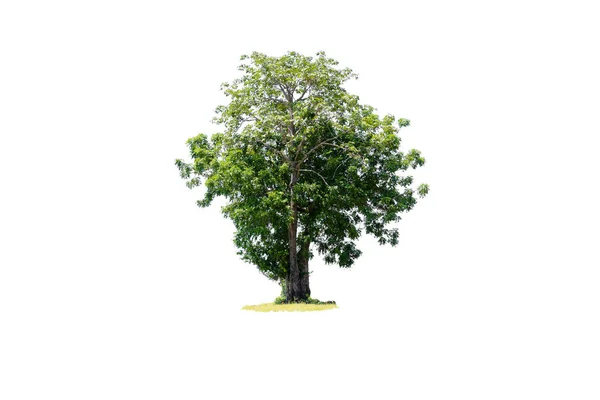 Der Baum Ist Das Wichtigste Auf Der Welt Sauerstoffproduktion Temperaturkontrolle — Stockfoto