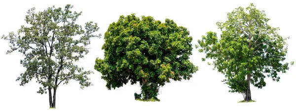 Τρία Δέντρα Είναι Πιο Σημαντικό Πράγμα Στον Κόσμο Απομονωμένα Λευκό — Φωτογραφία Αρχείου