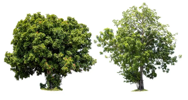 Alberi Isolati Sfondo Bianco Alberi Tropicali Isolati Utilizzati Progettazione Pubblicità — Foto Stock