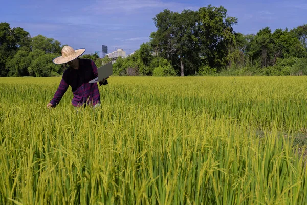 Modern Thai Farmers Walking Inspect Crops Harvest Rice Thai Countryside — Stock Photo, Image