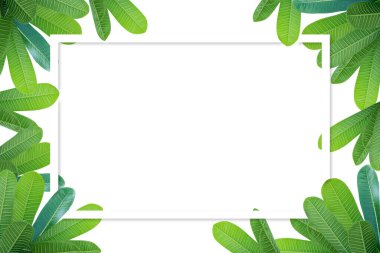 Frangipani yaprakları beyaz arkaplanın ortasındaki boşluklardır. Beyaz çokgen renk çerçevesi