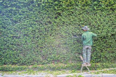 Man is cutting trees in the park. Professional gardener in a uniform cuts bushes with clippers. Pruning garden, hedge. Worker trimming and landscaping green bushes. Hard work in the garden. Clipper.