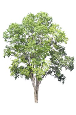 Trees on isolated white background, tropical trees isolated used for design, advertising and architecture