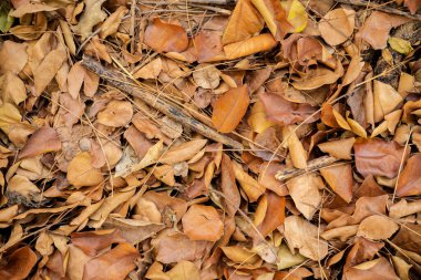 Kuru yapraklar arka plan. Sarı, turuncu ve kırmızı sonbahar yaprakları güzel sonbahar parkında