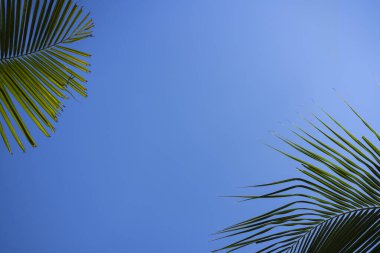 Ağaçların yaprakları ve parlak karanlık gökyüzü arka planda..