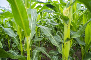 Güneş batarken mısır tarlası, yakından yeşil yaprak dokusu. Soyut doğal model, arka plan. Bitki, tarım, çiftlik, gıda endüstrisi, çevre, alternatif üretim. Panoramik resim