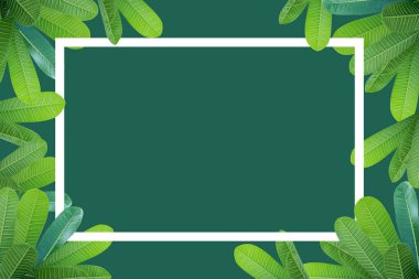 Frangipani yaprakları üzerinde ve altında ayrı bir pastel yeşil arkaplan ortasında boşluklar vardır. Beyaz çokgen renk çerçevesi