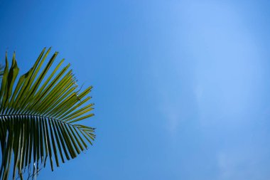 Medya dekorasyonunda kullanılmak üzere, gökyüzü arka planında yeşil palmiye yaprakları