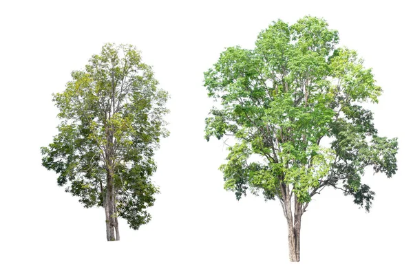 两棵为孤立的白色背景 两棵为孤立的热带树木 用于设计 广告和建筑 — 图库照片