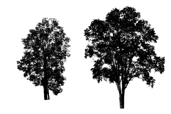 Zwei Auf Isoliertem Weißem Hintergrund Isolierte Tropische Bäume Für Design — Stockfoto