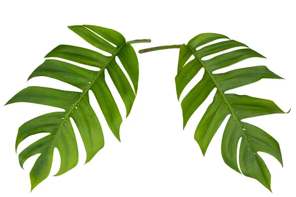 Dos Hojas Selva Tropical Monstera Aisladas Planta Queso Suizo Aisladas — Foto de Stock