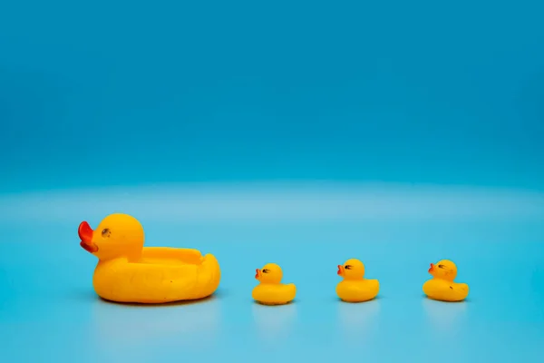 The concept of a smooth follow-up, rubber ducks manage to line up on a blue background